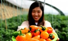 �ӱ�����ɫ��ֲ�����������