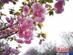 �Ĵ�����ǧĶӣ����ɫ������������