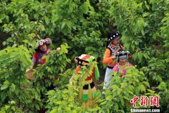 �Ĵ��²�ɣ����֦ͷ ����������ժæ