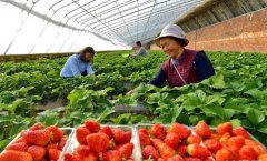 �ӱ�����ũҵ+���Ρ��ƶ��������