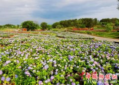 ľ�������׽�������򻨽���Ļ