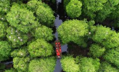 ��ˮ��ɭ�֡�������