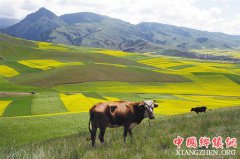 ��Щ�ط�����������