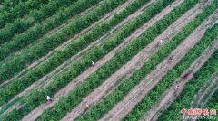 �ӱ�����ũ���ں�������巢չ