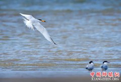 ��д������֮�񡱵ġ��������貽��