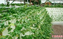 �Ͼ����й۹�ũҵ���� 2020��Ҫ��100��