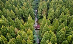 ɭ������������