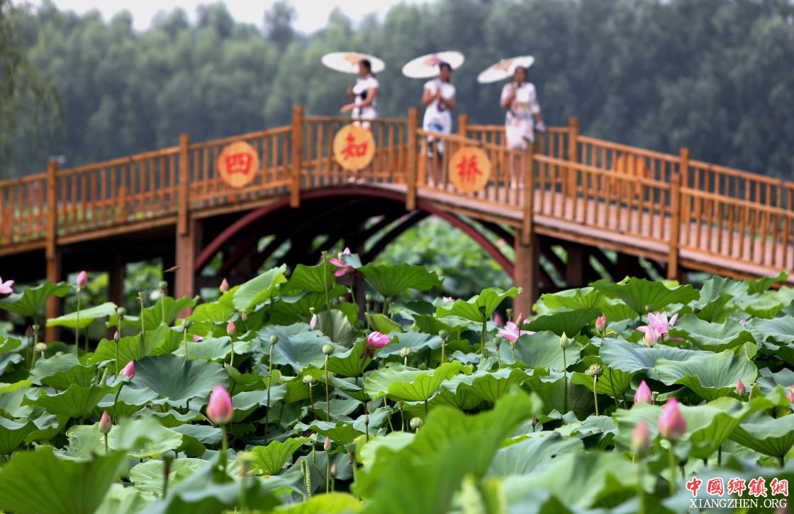 河北香河:荷花盛开助力乡村旅游