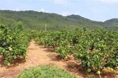 ������ɽʯ����è�ҷ�չǧĶ��Ƥ��