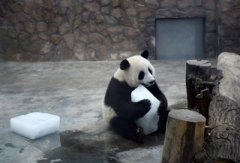 ���³��������ڶ����Сѧ�Ÿ��¼����ڿ�ѧ