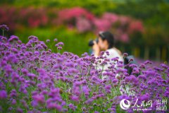 ͩ������Ķ��ɫ����������