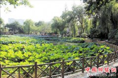 �ɶ��Ļ���԰���ֺ�����ɫ����