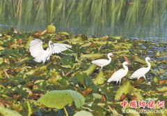 ��̬�� ������