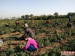 �������������������ҵ԰��Ⱥ�µ�æ����