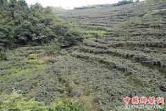 �������ģ��߾�Ʒ⨺���֮· ���˷�չ�й�������ҵ