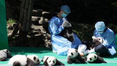 2018��ɶ���������è����������