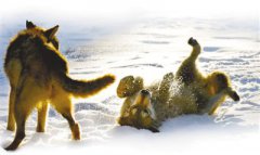 ��ʦ�ŵ���ͽ��̽�����ã��ŵ����