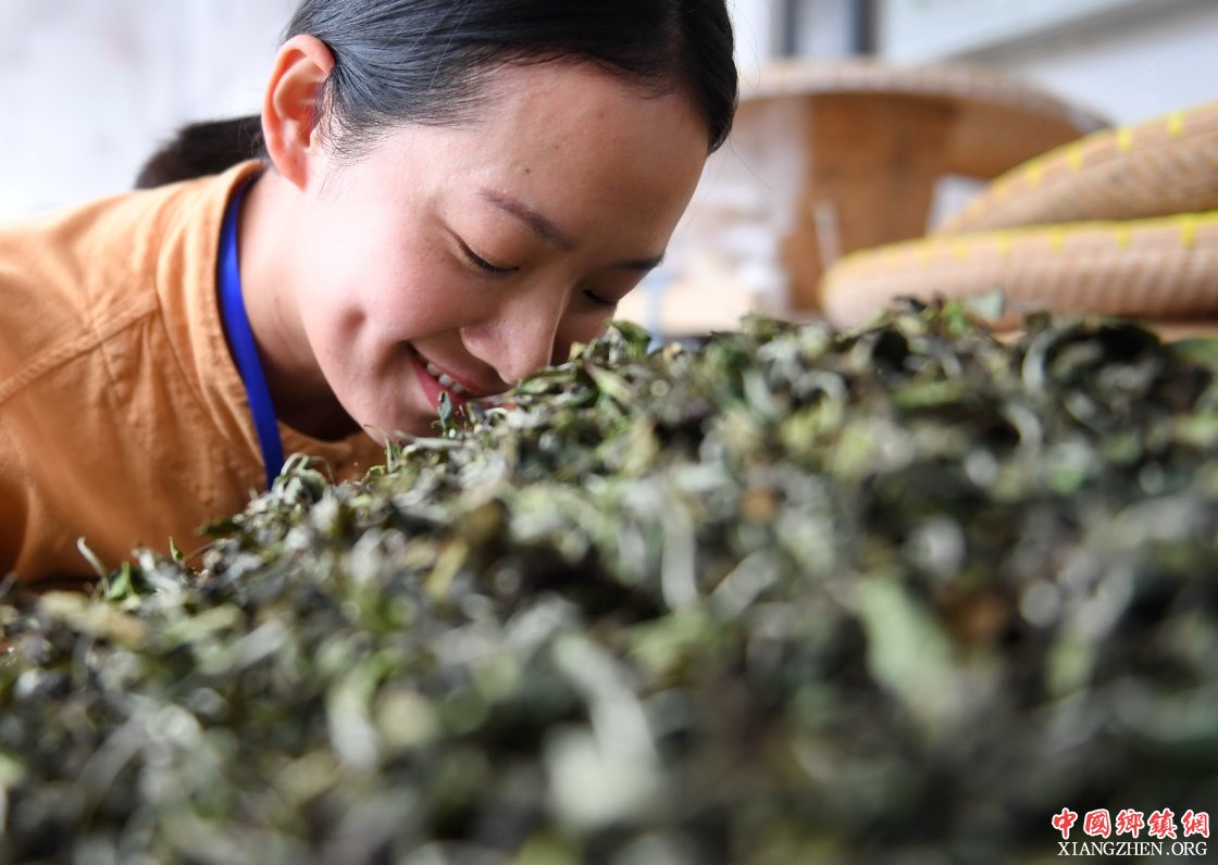 福鼎是我国重要的白茶产地,白茶种植历史悠久.