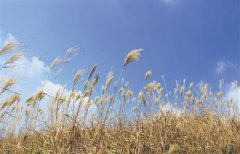 �����ܱ���Щ������ʵ�«έ��