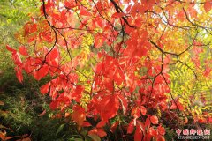 ��������ߡ����־�Ⱦ ����½�������Ҷ������