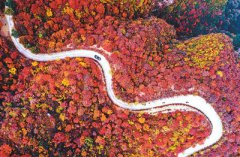 ��Ⱦ̫�� ��Ҷ��ϼ�ƻ�