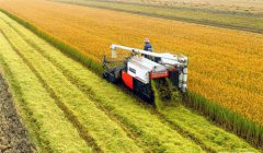 ɽ���������а�ɳ����˪�������ջ�æ