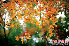 ���գ�����������ɭ�ֹ�԰����Ũ ��ɫ����