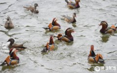 �ȷ�������ԧ��������Ϸ