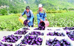 ����Ȼ���ҡ��޵飺��Ч��ֲһ������