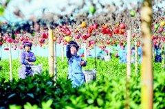 ��կ:�����ֲ�ҵ��ϲ����