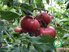 ������������֦��ˮ���������ٻ�ڶ�ʮ�������ũ�߻��𢽱