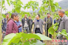 ��彲�����������