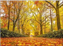 �Ͼ�����Ҷ��ɨ������