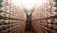 ����ů��æ