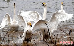 �ƺ�ʪ�ء�������