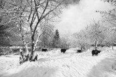 �Ĵ����ζ���ģʽ���ο��� ���������˾�ϲ