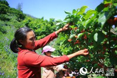 �ĸ￪��40�꣺���Ϸ��츲���¡���ũ��