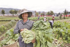 �����ֶɽ�����Ҽ�����˱�׼����ֲ����