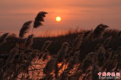 ������ճ�