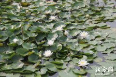 �ĸ￪��40������У����ǰ������ĺ�����ɫ