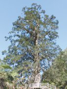 ������ũ�ܡ�ǧ��ɼ��������ɫ����ӭ����