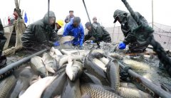 ������������æ