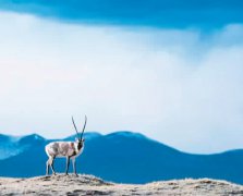 ��������ظ�ԭ