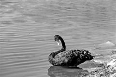 ���˺�ɭ�ֹ�԰�״λ����조������