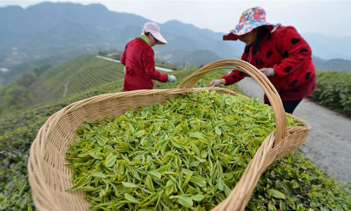 明前茶飘香 茶农采茶忙