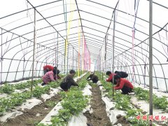 ����ʡȽ���磺ũæ����ʱ�������η���