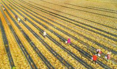 �������æ