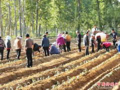 ������������������ʱ���壺���������Ʒ������ֲ���