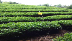 ���չ�ػ����壺����һ��һƷ��ɫ��ҵ