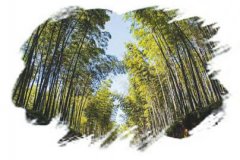 ���ֽڡ��߿���ս���ǿ�¶Ӫ �������Ĵ� 5���淨��